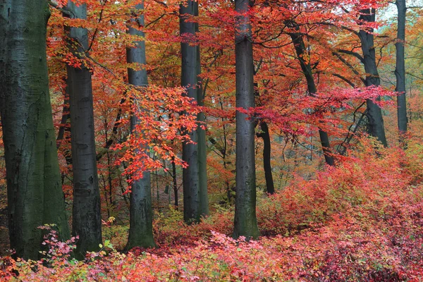 公园里的秋天树 — 图库照片