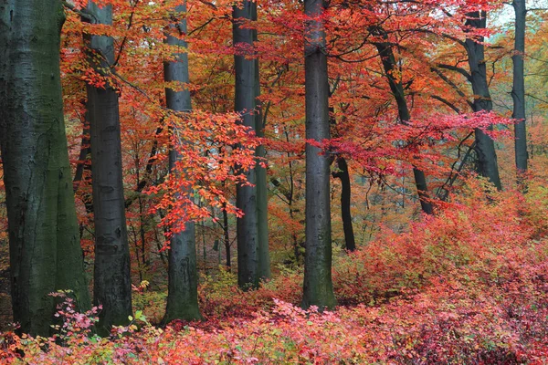 Autumn tree in the park — Stock Photo, Image