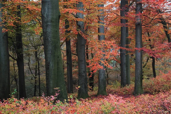 公園内の紅葉 — ストック写真