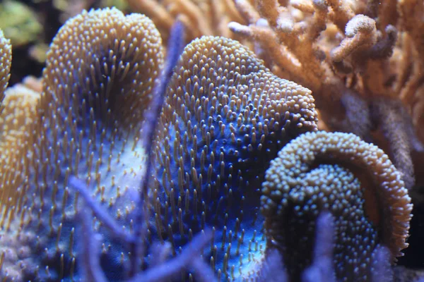Textura Coral Abstrato Como Fundo Natural Agradável — Fotografia de Stock