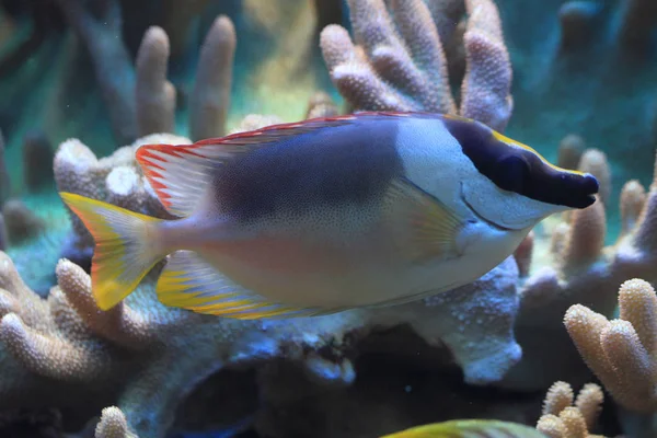 Exotic Sea Fish Nice Water Animal — Stock Photo, Image