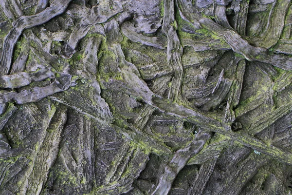 Starý kořen a lano textura — Stock fotografie