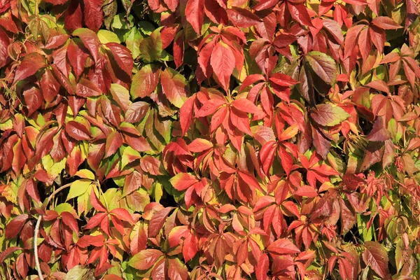 Текстура листя осіннього кольору — стокове фото