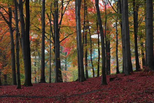 Árvore Outono Parque Como Parte Natureza — Fotografia de Stock