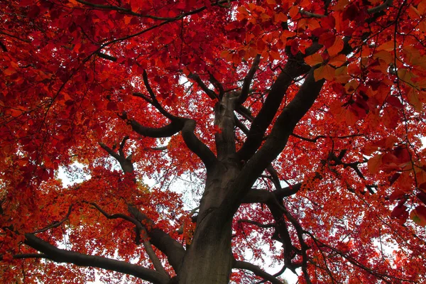 Herbst Farbe Blätter Textur Als Schöne Natürliche Hintergrund — Stockfoto