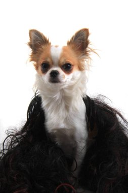 küçük chihuahua izole