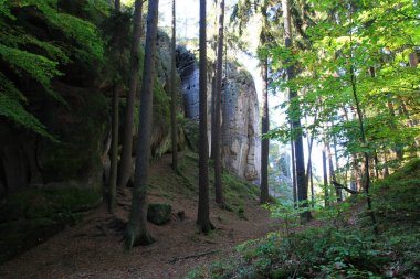 çok güzel doğal arka plan olarak orman kayalarda