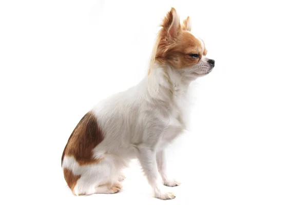 Piccolo chihuahua isolato — Foto Stock