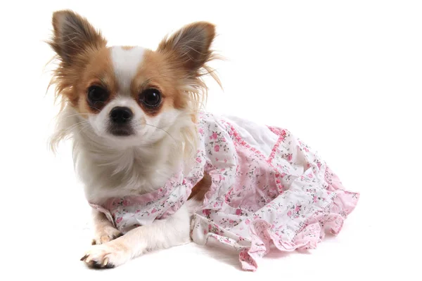 Chihuahua in the pink clothes — Stock Photo, Image