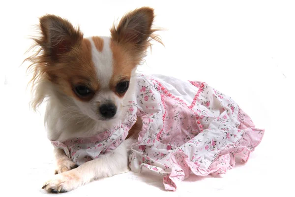 Chihuahua in the pink clothes — Stock Photo, Image