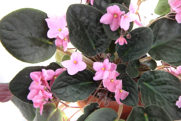 Africa fiore viola isolato — Foto Stock