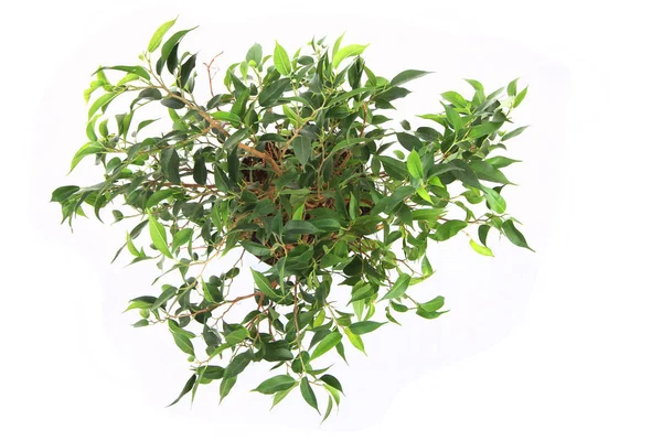 Benjamina ficus Pflanze isoliert — Stockfoto