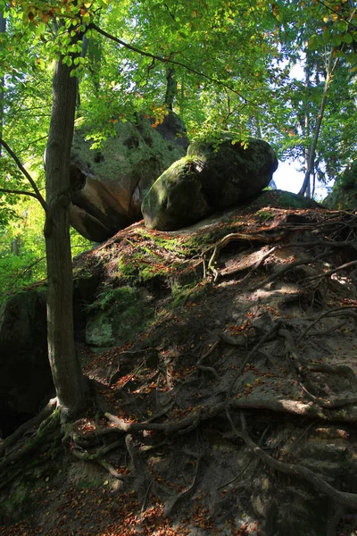 Sziklák Erdő Nagyon Szép Természeti Háttérként — Stock Fotó