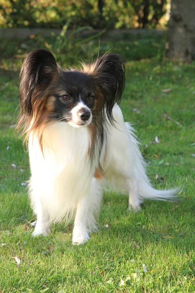 Filhote de cachorro pequeno Papillon — Fotografia de Stock