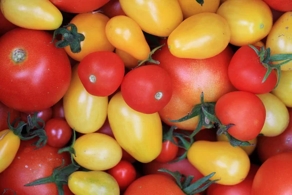 Red and yellow tomatoes — Stock Photo, Image