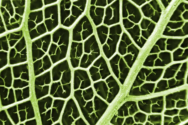 葉のテクスチャーのマイクロ写真 — ストック写真