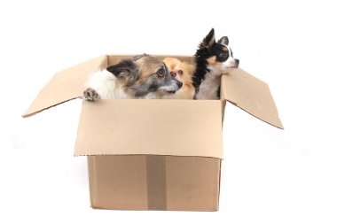 Kağıt kutusu üç chihuahua