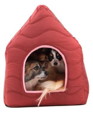 Üç chihuahua köpek dinlenme
