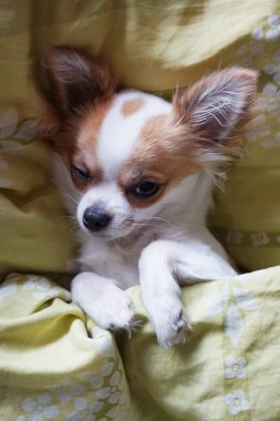 Chihuahua köpek dinlenme