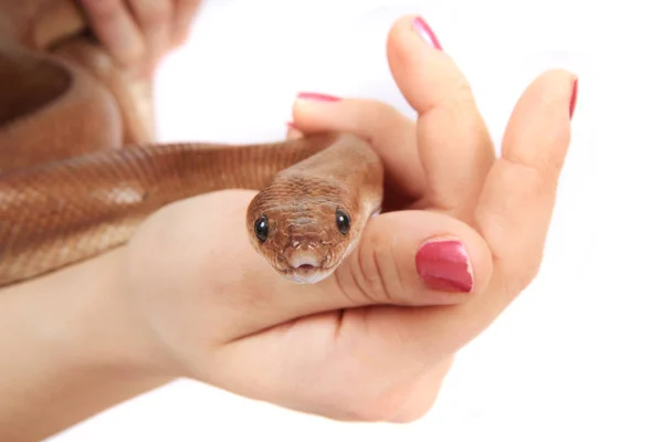 Cobra marrom na mão humana — Fotografia de Stock