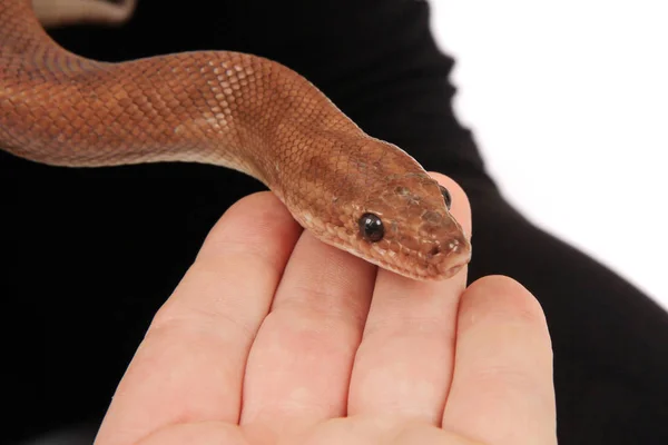 Serpiente marrón en mano humana — Foto de Stock