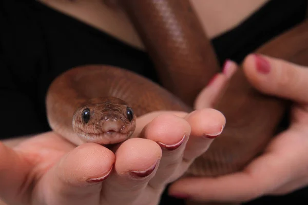 Serpiente marrón en mano humana — Foto de Stock