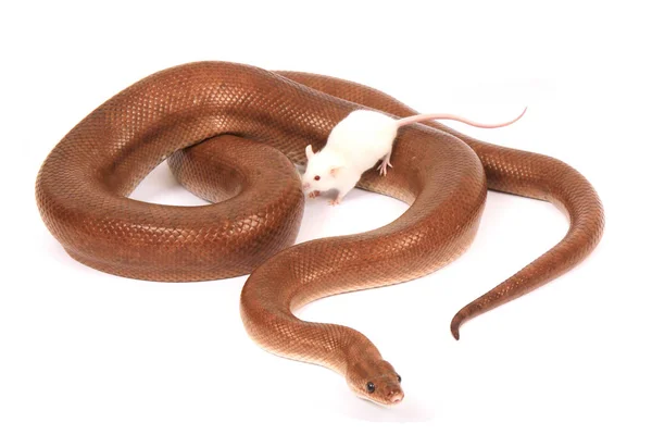 Serpiente y ratón son amigos —  Fotos de Stock