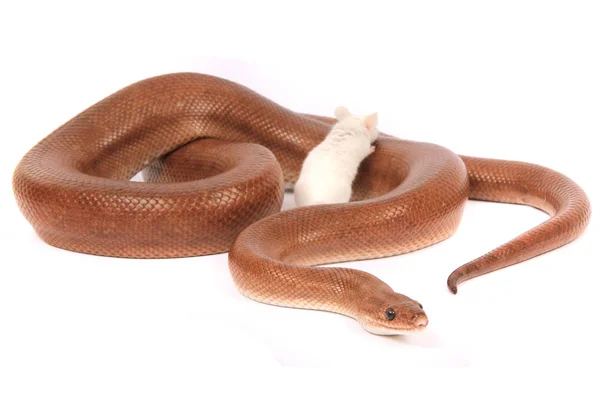 Serpiente y ratón son amigos — Foto de Stock