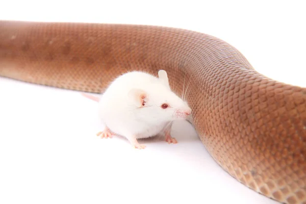 Schlange und Maus sind Freunde — Stockfoto