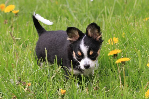 Petit chihuahua dans l'herbe — Photo