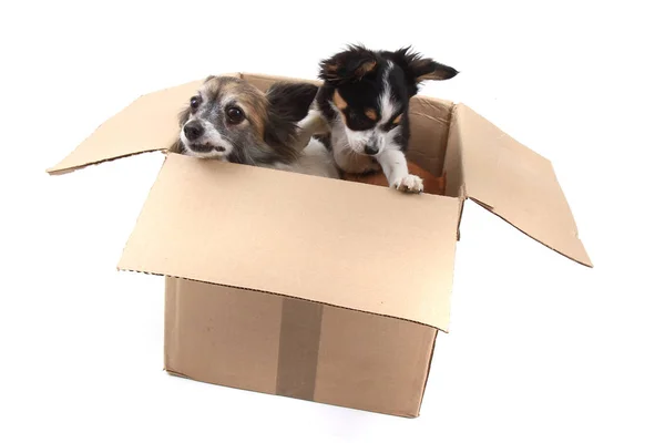 Tres chihuahua en la caja de papel —  Fotos de Stock
