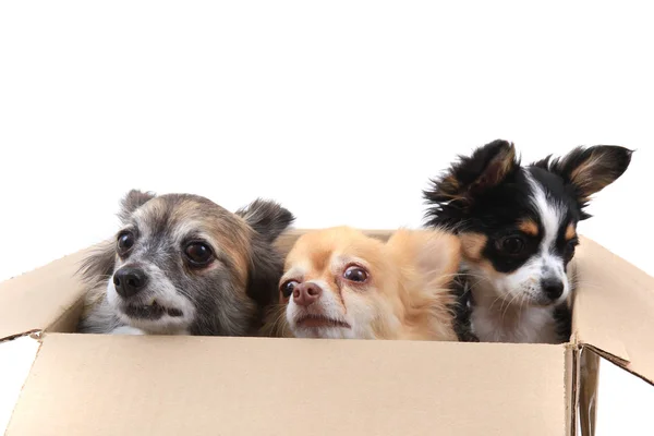 Trois chihuahua dans la boîte en papier — Photo