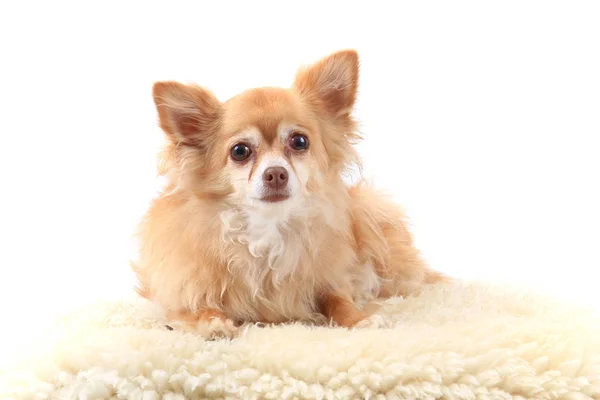 Retrato de chihuahua pequeño —  Fotos de Stock