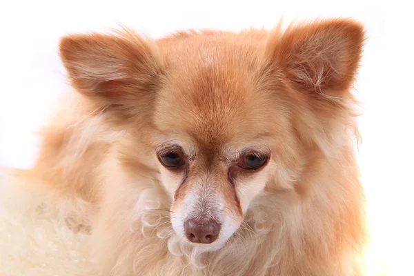 Retrato de pequeno chihuahua — Fotografia de Stock