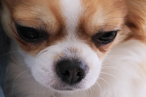 Detalle de la cabeza de chihuahua — Foto de Stock