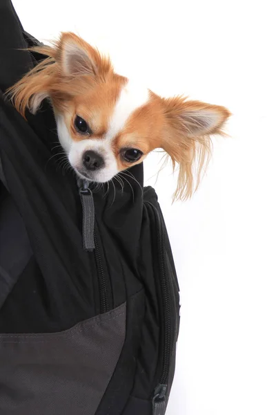 Chihuahua en la bolsa —  Fotos de Stock