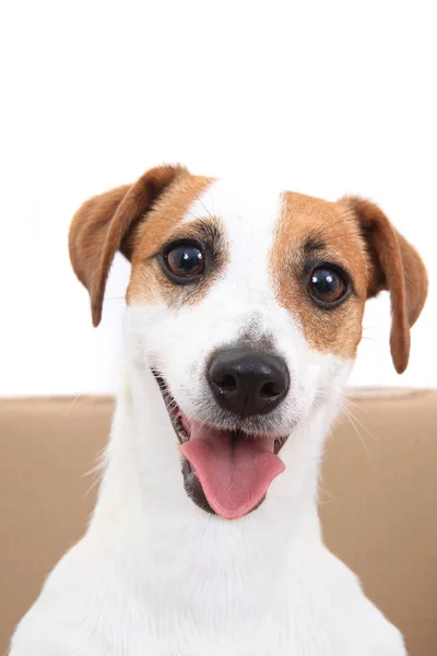 Jack russell terrier dog — Stock Photo, Image