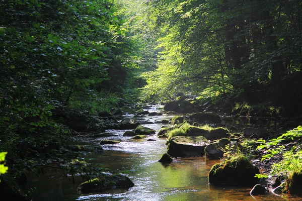 Flod i den gröna skogen — Stockfoto