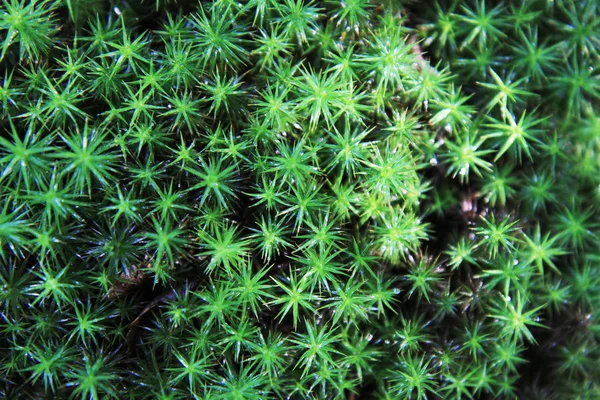 Yeşil yosun dokusu — Stok fotoğraf