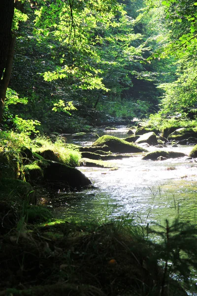 River in the green forest — Stock Photo, Image