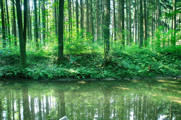 緑の森の川は — ストック写真
