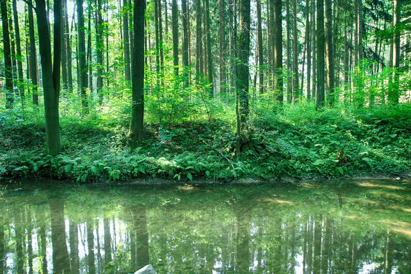 Rio na floresta verde — Fotografia de Stock