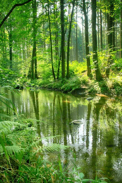 Folyó a zöld erdőben — Stock Fotó