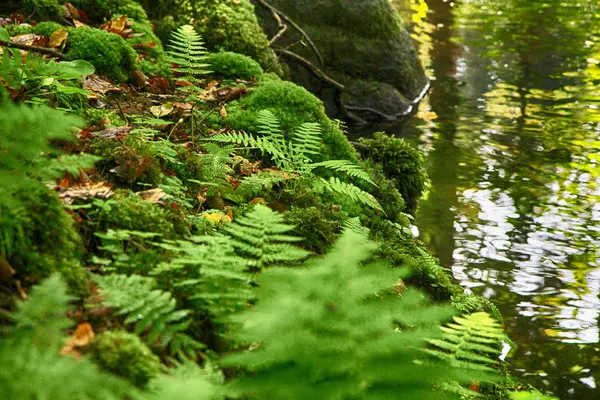 Rivier in het groene bos — Stockfoto