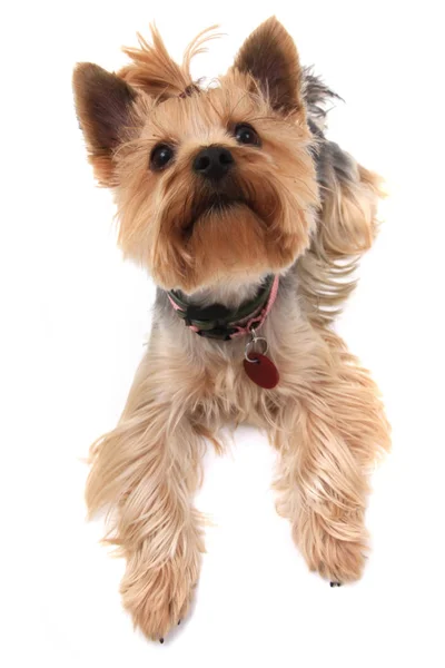 Yorkshire terrier isolé — Photo