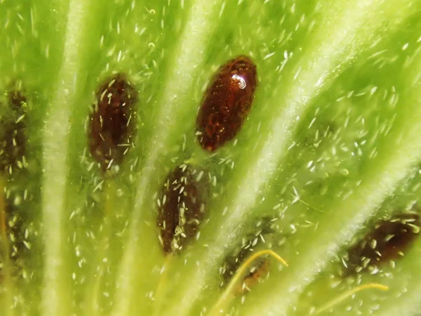 Kiwi ovoce přirozené textury — Stock fotografie