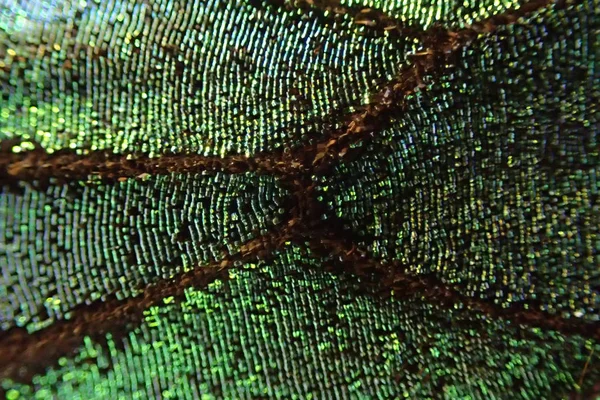 Green butterfly wing texture — Stock Photo, Image