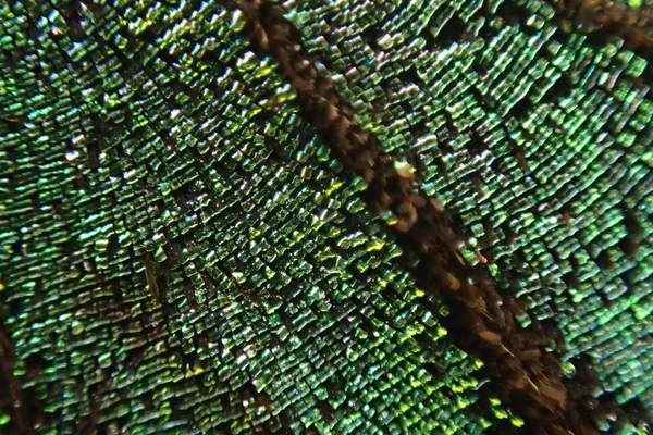 Green butterfly wing texture — Stock Photo, Image