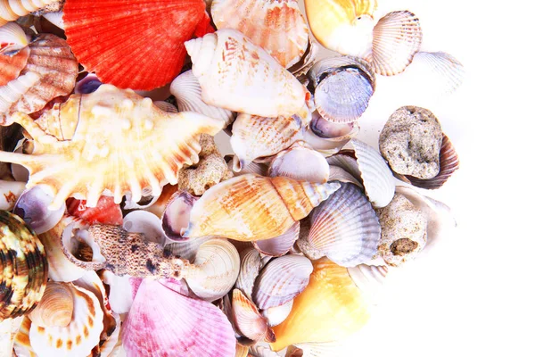 Sea shells isolated — Stock Photo, Image