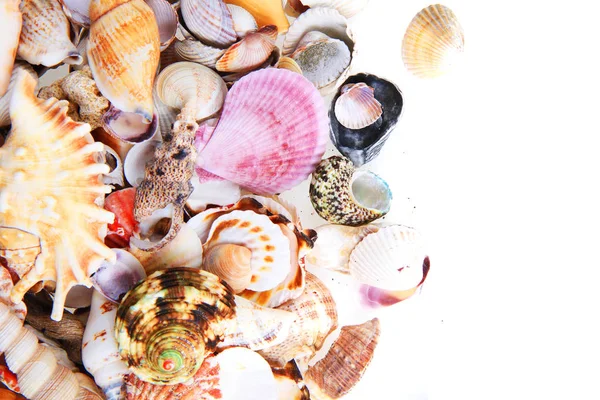 Sea shells isolated — Stock Photo, Image